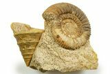 Jurassic Ammonite (Caumontisphinctes) and Sea Snail Fossil - France #367814-1